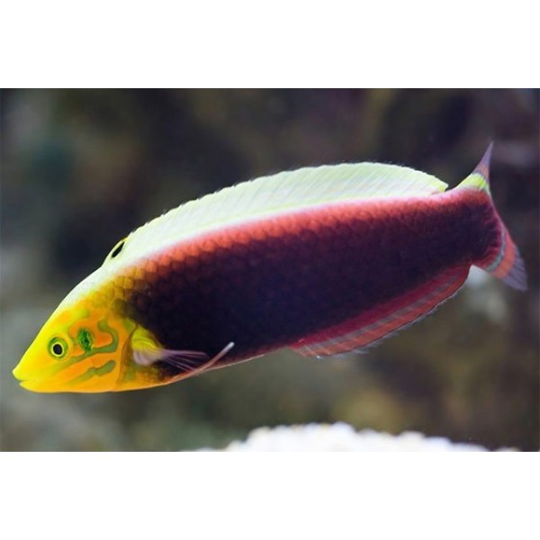 RADIANT WRASSE