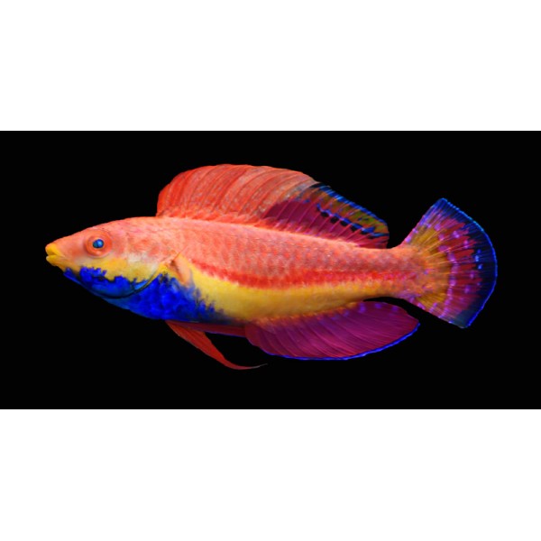 BLUE THROAT FAIRY WRASSE