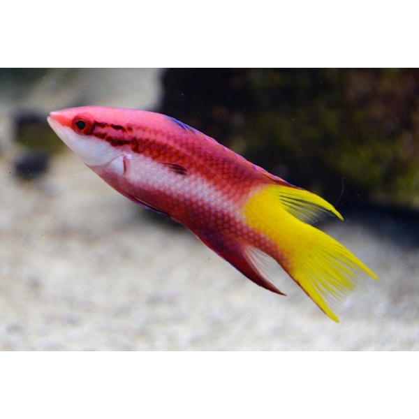 CUBAN HOG WRASSE