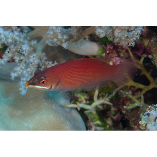 DISAPPEARING WRASSE