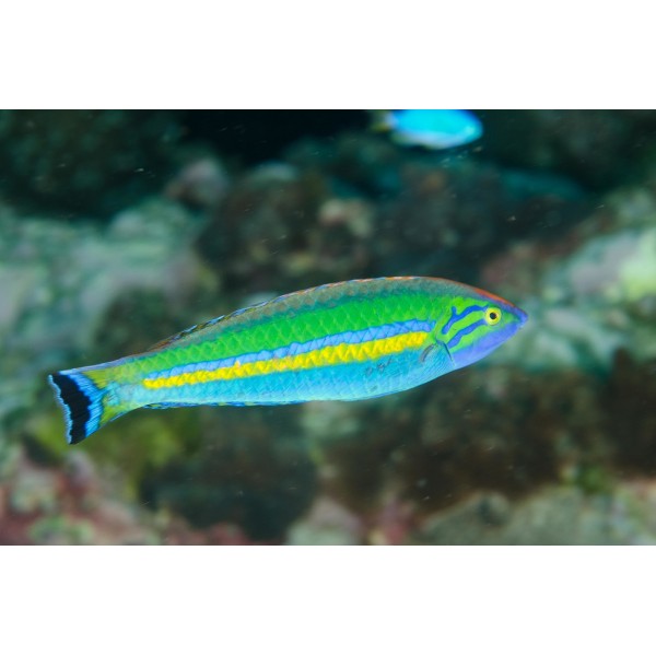 SMALL TAIL WRASSE (MALE)