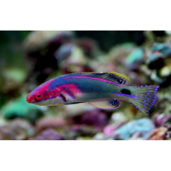 EXQUISITE WRASSE