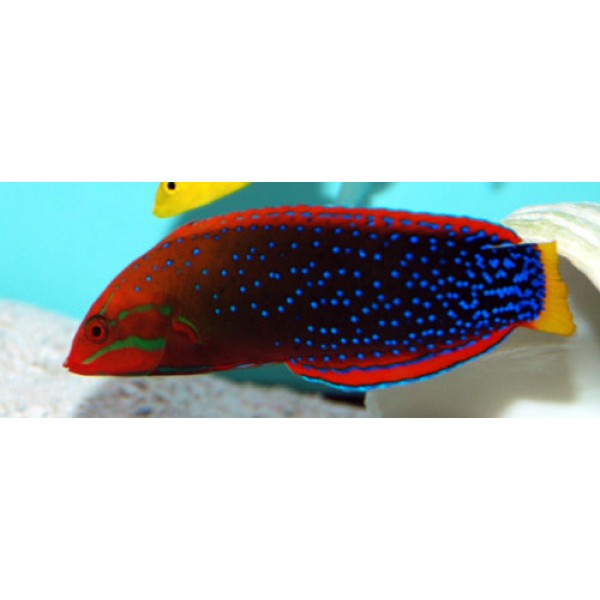 RED CORIS ADULT WRASSE