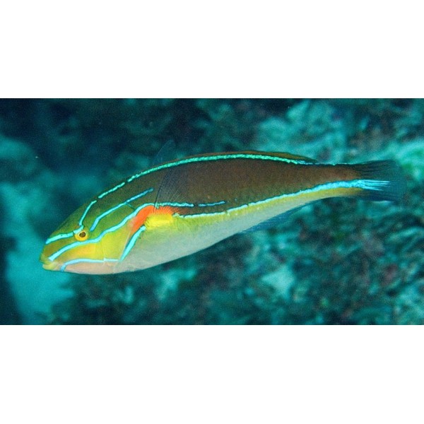 ORANGE AXIL WRASSE