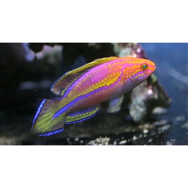 PINK TAIL FAIRY WRASSE