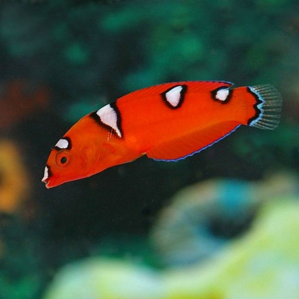 RED CORIS JUV WRASSE