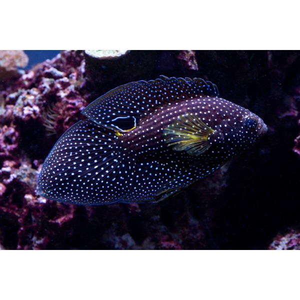 MARINE BETTA WRASSE