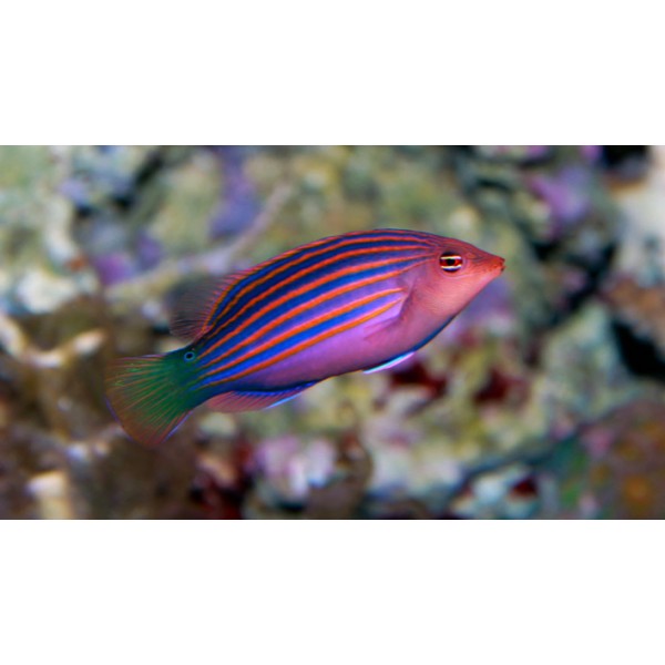 SIX LINE WRASSE