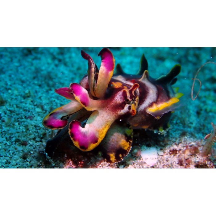 Flamboyant Cuttlefish