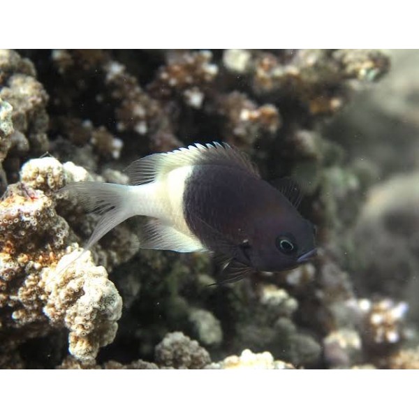 DIMIDIATA CHROMIS