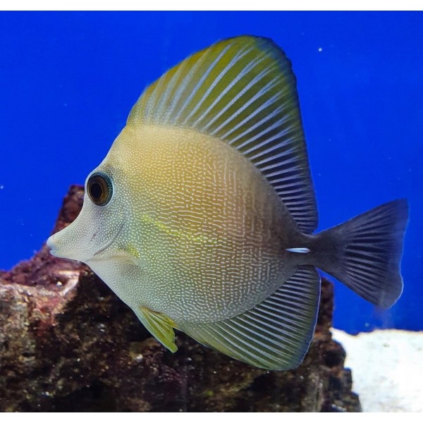 BROWN SCOPAS TANG