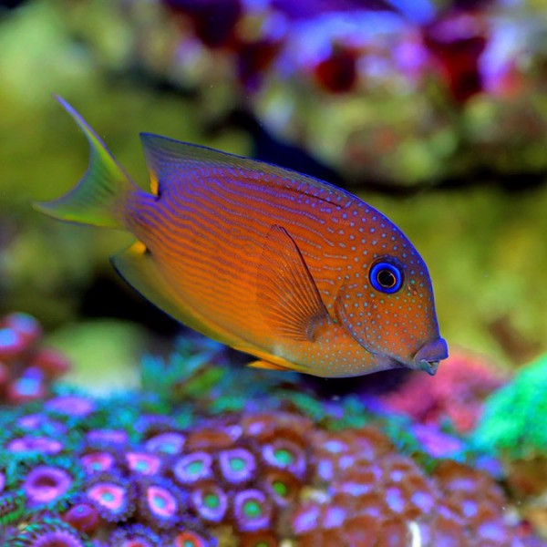 BLUE EYE TANG