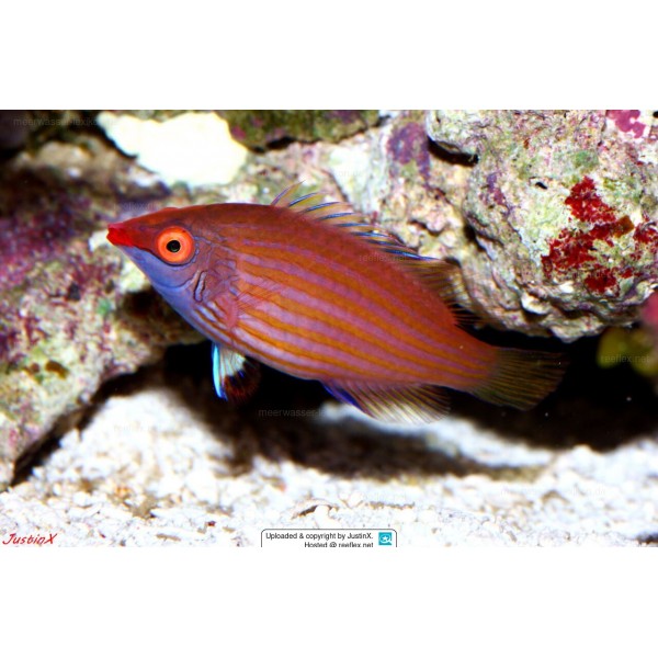 PINK STREAK WRASSE