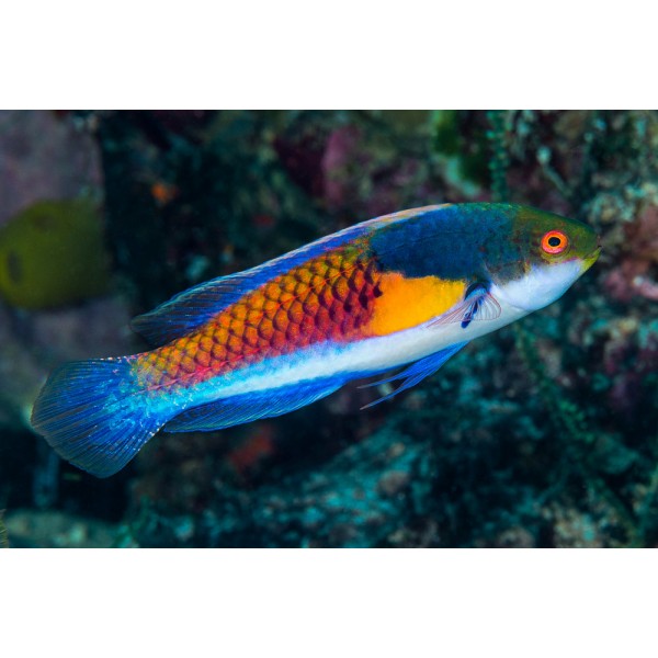 YELLOW FLANKED FAIRY WRASSE